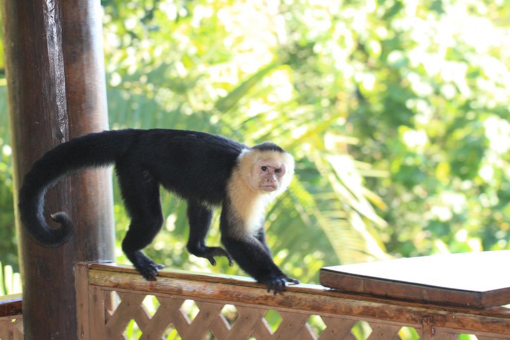 Jungle Villa Manuel Antonio Kültér fotó