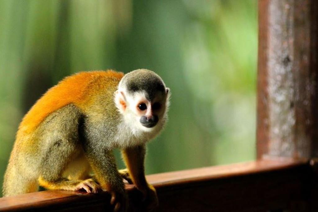 Jungle Villa Manuel Antonio Kültér fotó