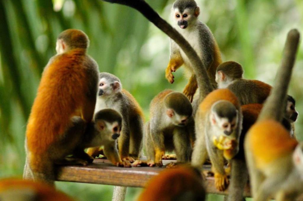 Jungle Villa Manuel Antonio Kültér fotó